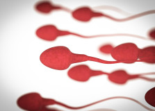 Электронно-микроскопическое исследование сперматозоидов
